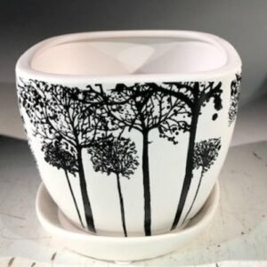 Tree Silhouette Bonsai Pot - SquareWith Attached Humidity / Drip