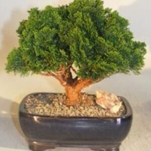 Hinoki Cypress Bonsai Tree Evergreen Conifer - Medium (chamecyparis