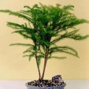 Norfolk Island Pine-Medium(Araucaria Heterophila)