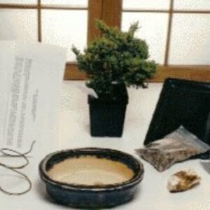 Basic Starter Kit - Juniper ProcumbensMake Your Own Bonsai Tree