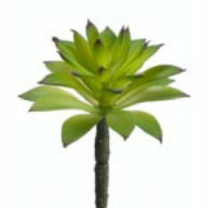 CS1564-GR 6 in. Succulent Green- Case of 24