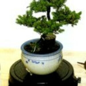 Bonsai TurntableIndoor or Outdoor - 6"