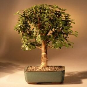 Baby Jade Bonsai TreeComplete Starter Kit
