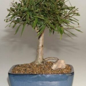Willow Leaf Ficus Bonsai Tree-Medium (Ficus Nerifolia/Salisafolia)