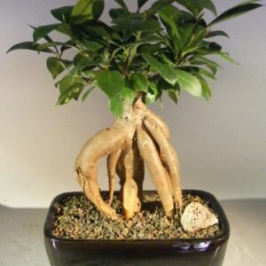 Ginseng Ficus Bonsai Tree - Medium (Ficus Retusa)