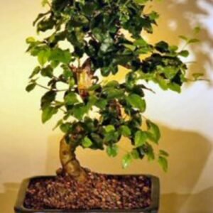 Flowering Ligustrum Bonsai Tree with Curved Trunk-Medium(ligustrum