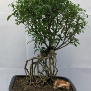 Chinese Flowering White Serissa Bonsai TreeTree of a Thousand