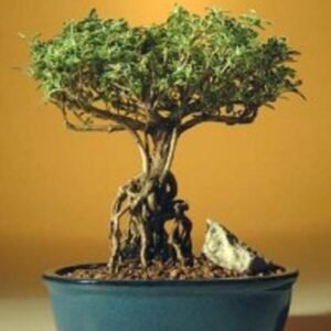 Flowering Mount Fuji Serissa Bonsai Tree With Raised Roots (serissa