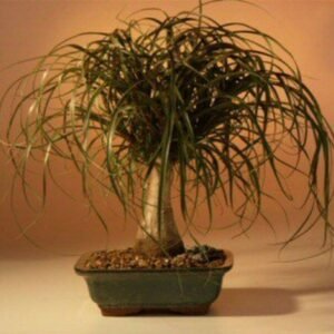 Ponytail Palm - Large (Beaucamea Recurvata)