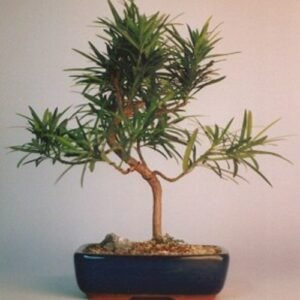 Flowering Podocarpus Bonsai Tree"curved" - Medium(podocarpus