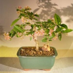 Flowering Dwarf Weeping Barbados Cherry Bonsai Tree - Medium(Malpighia