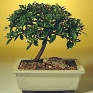Flowering Brush Cherry Bonsai Tree -  Small (eugenia myrtifolia)