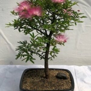 Flowering Powder Puff - Large (Calliandra Haematocephala)