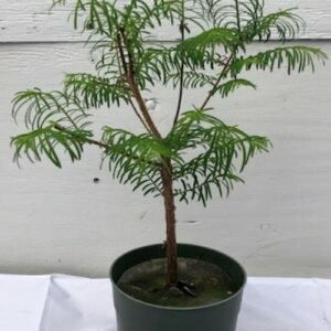 Pre Bonsai Redwood Bonsai Tree - Medium (metasequoia glyptostroboides)
