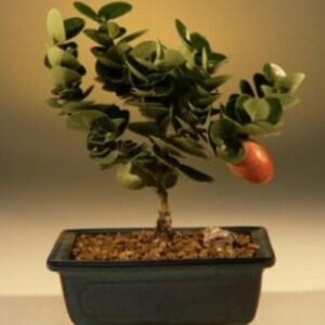 Flowering Dwarf Plum - Small (carissa  macrocarpa)