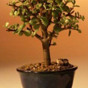 Baby Jade Bonsai Tree - Small (Portulacaria Afra)