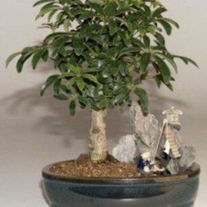 Hawaiian Umbrella Bonsai TreeStone Landscape Scene(Arboricola