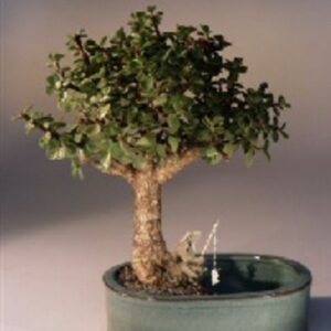 Baby Jade Bonsai Tree Land/Water Pot - Medium (Portulacaria Afra)