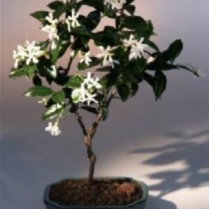 Flowering White Jasmine(trachelospermum jasminoides)