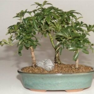 Hawaiian Umbrella Bonsai Tree 3 Tree Forest Group(Arboricola