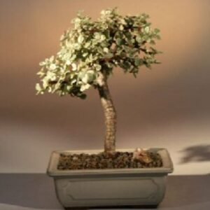 FREE SHIPPING ON THIS TREE Baby Jade  Medium Bonsai Tree -
