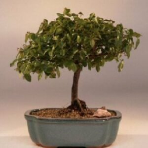 Sweet Plum Bonsai Tree(sageretia theezans)