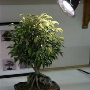 Grow Light Kit - 32 Watt Full Daylight Spectrum (fluorescent grow