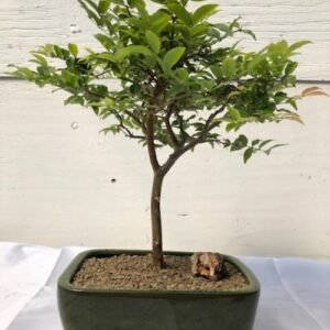 Flowering Jaboticaba Bonsai Tree - Medium (eugenia caulifora)