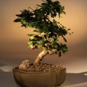 Flowering Fukien Tea Bonsai Tree - Medium Curved Trunk Style (ehretia