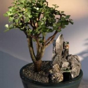 Baby Jade Bonsai TreeStone Landscape Scene(portulacaria afra)