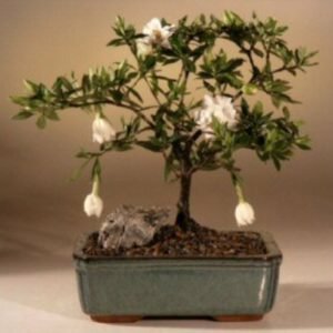 Flowering Gardenia Bonsai Tree - Medium (gardenia jasminoides)