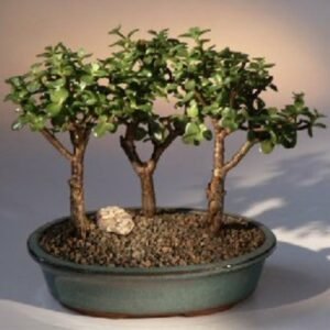 Baby Jade - 3 Bonsai Tree Group(portulacaria afra)
