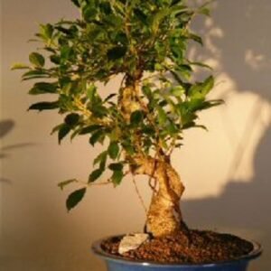 Ficus Retusa Golden Coin Bonsai Tree Curved Trunk - Extra Large (ficus