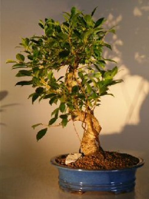 Ficus Retusa Golden Coin Bonsai Tree Curved Trunk - Extra Large (ficus
