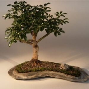 Hawaiian Umbrella Bonsai Tree on a Rock Slab(arboricola schefflera