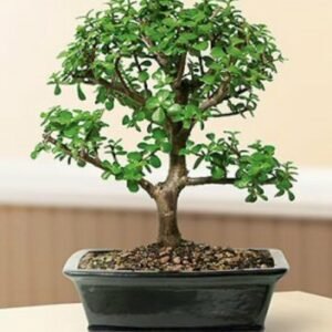 Baby Jade Bonsai Tree - Large(Portulacaria Afra)