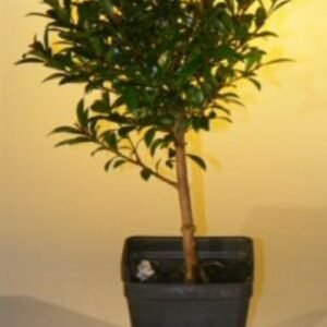 Pre Bonsai Flowering Brush Cherry Bonsai Tree - Small(eugenia