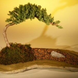 Juniper Bonsai TreePlanted on a Rock Slab(juniper procumbens "nana")