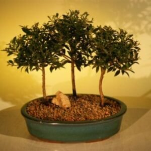 Flowering Brush Cherry Bonsai Tree Three (3) Tree Forest Group