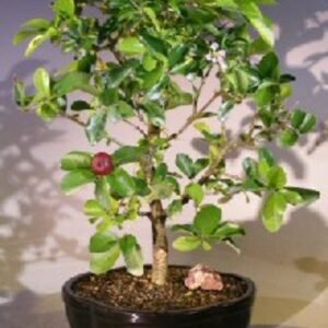 Flowering Dwarf Weeping Barbados Cherry Bonsai Tree - Large(malpighia