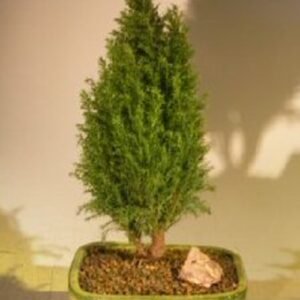 European Cypress Evergreen Bonsai Tree (chamaecypari Iawsoniana