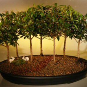 Flowering Brush Cherry Bonsai TreeSeven Tree Forest Group(eugenia