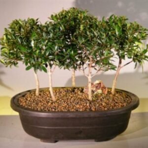 Flowering Brush Cherry Bonsai Tree Five Tree Forest Group (eugenia