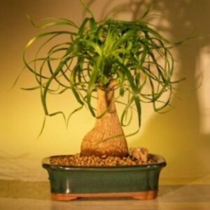 Ponytail Palm Bonsai Tree - Medium (beaucamea recurvata)