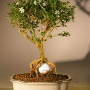 Flowering Mount Fuji Serissa - With Golf Ball (serissa foetida)