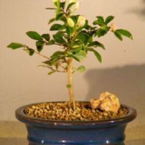 Flowering Lavender Star Flower Bonsai Tree - Small(Grewia