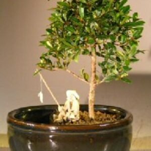 Flowering Brush Cherry Bonsai Tree Land/Water Pot - Small (eugenia