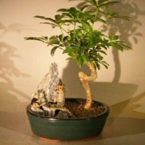 Hawaiian Umbrella Bonsai Tree - Coiled Trunk Stone Landscape