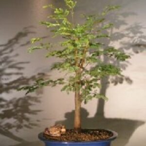 Horseflesh Mahogany - Large (lysiloma sabicu)