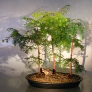 Redwood Bonsai Tree Three (3) Tree Forest Group - Large (metasequoia